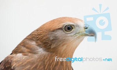 Young Brahminy Kite Or Red-backed Sea-eagle Stock Photo