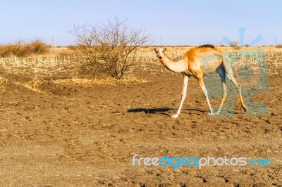 Young Camel In Sudan Stock Photo