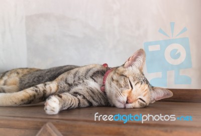 Young Cat Asleep At Home Stock Photo