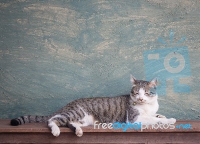 Young Cat Asleep At Home Stock Photo