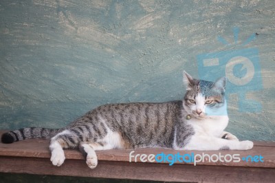 Young Cat Asleep At Home Stock Photo