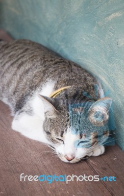 Young Cat Asleep At Home Stock Photo