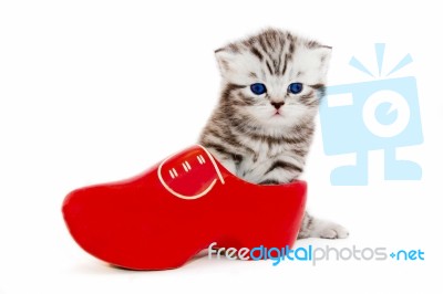 Young Cat In Red Wooden Shoe Or Clump Stock Photo