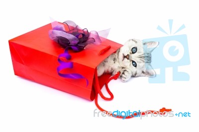 Young Cat Lying In Red Bag With Decoration Stock Photo