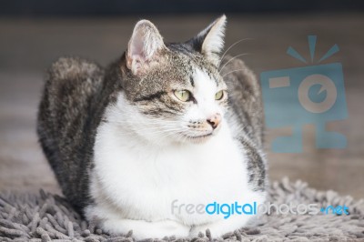 Young Cat Sitting On Carpet Stock Photo