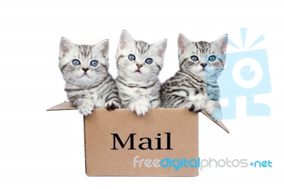 Young Cats In Cardboard Box With Word Mail Stock Photo