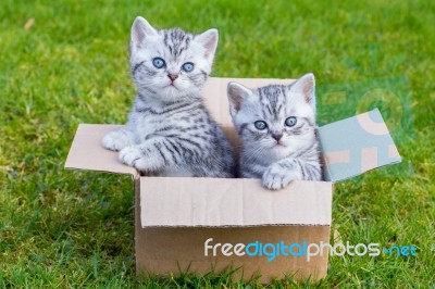 Young Cats In Cartboard Box On Grass Stock Photo