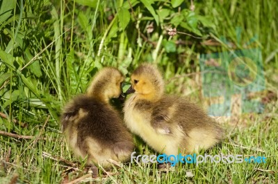 Young Chicks Are Kissing Stock Photo