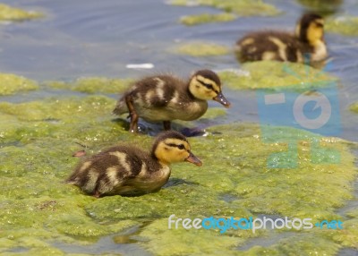 Young Chicks Of The Mallards Stock Photo