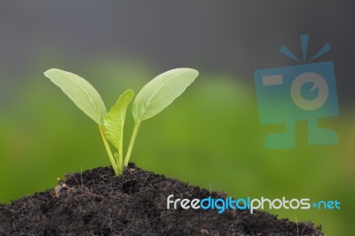 Young Chinese Mustard Green Growth On Top Soil Stock Photo