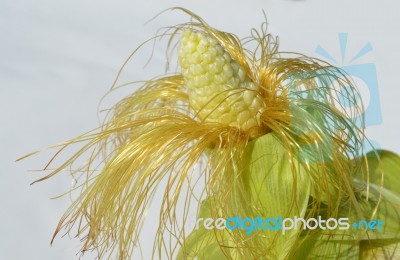 Young Corn Stock Photo