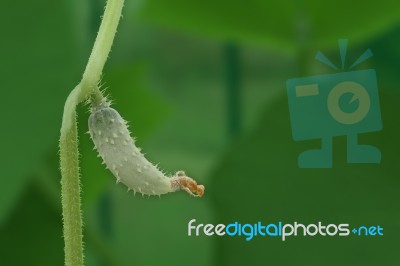 Young Cucumber Fruit On Green Branch Stock Photo