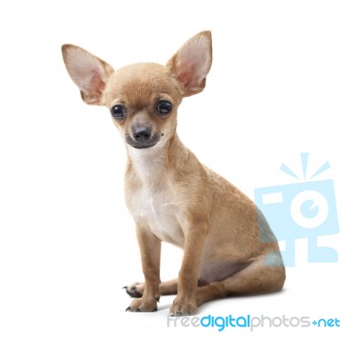 Young Dog Stock Photo