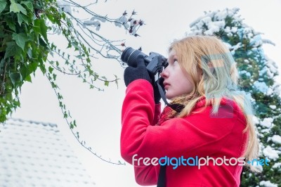 Young Dutch Woman Photographing Snow On Branches Stock Photo