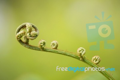 young fern Stock Photo