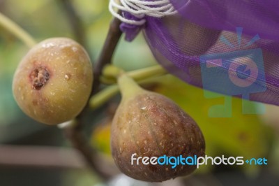 Young Figs Stock Photo