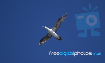 Young Gannet Bird Stock Photo