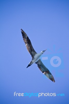 Young Gannet Bird Stock Photo