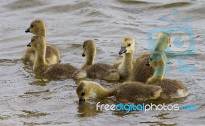 Young Geese Are Swimming Stock Photo