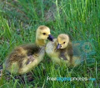 Young Geese Are Talking Stock Photo