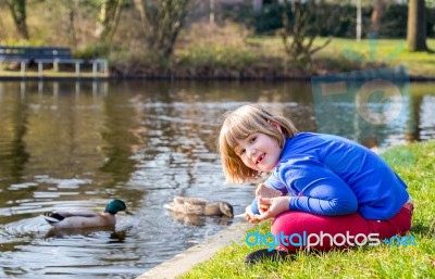 Young Girl Feeding Ducks With Bread Stock Photo