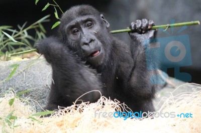 Young Gorilla Stock Photo