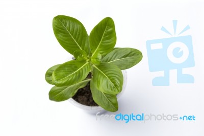Young Green Flower Plant On White Background Stock Photo