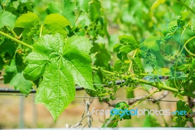 Young Green Grapes Stock Photo