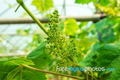 Young Green Grapes Stock Photo