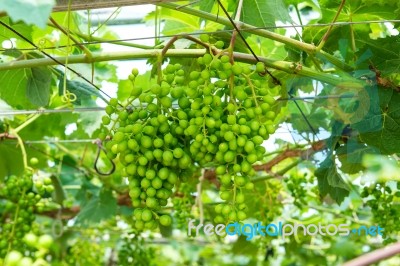 Young Green Grapes Stock Photo