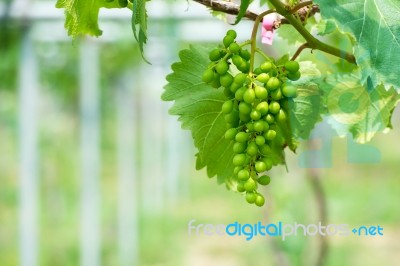 Young Green Grapes Stock Photo