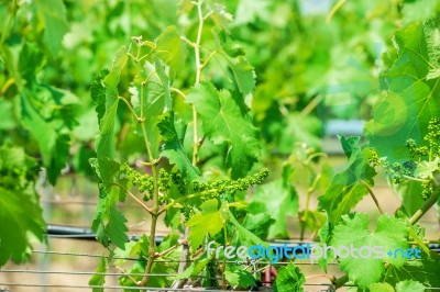 Young Green Grapes Stock Photo