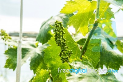 Young Green Grapes Stock Photo