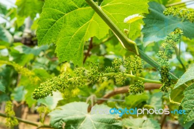 Young Green Grapes Stock Photo