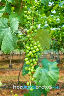 Young Green Grapes Stock Photo