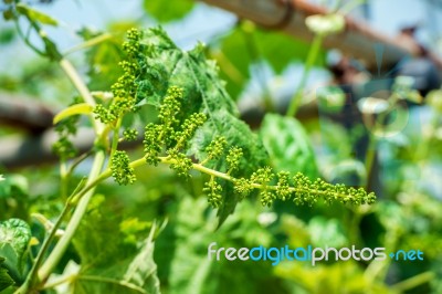 Young Green Grapes Stock Photo