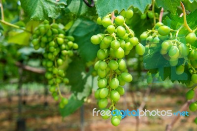 Young Green Grapes Stock Photo