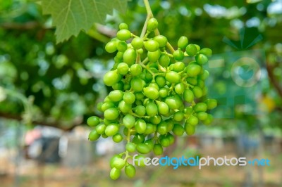 Young Green Grapes Stock Photo