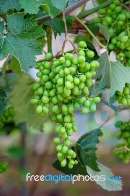 Young Green Grapes Stock Photo