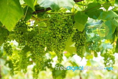 Young Green Grapes Stock Photo