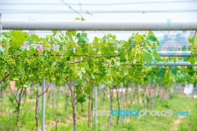 Young Green Grapes Stock Photo