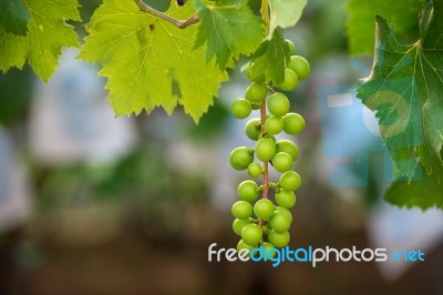 Young Green Grapes Stock Photo