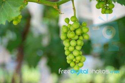 Young Green Grapes Stock Photo