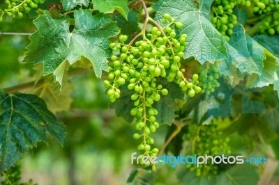 Young Green Grapes Stock Photo