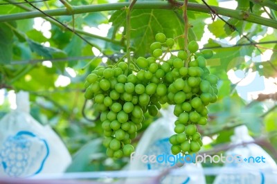 Young Green Grapes Stock Photo