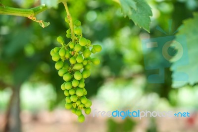 Young Green Grapes Stock Photo