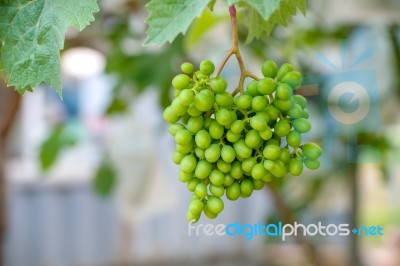 Young Green Grapes Stock Photo