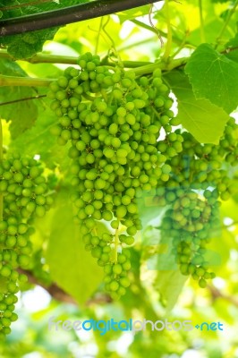 Young Green Grapes Stock Photo