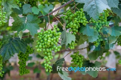 Young Green Grapes Stock Photo