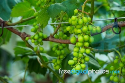 Young Green Grapes Stock Photo